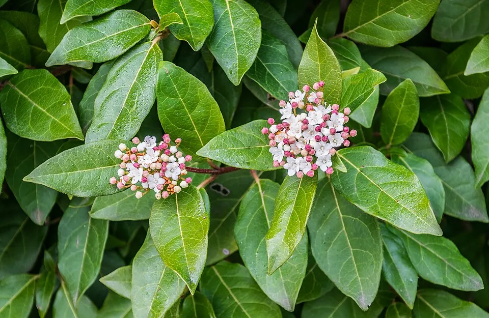 Örökzöld bangita / Viburnum tinus 'Eve Price'