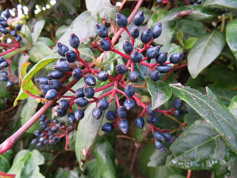 Örökzöld bangita / Viburnum tinus 'Eve Price'