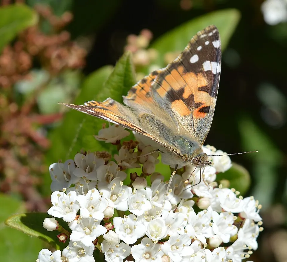 Örökzöld bangita / Viburnum tinus 'Eve Price'