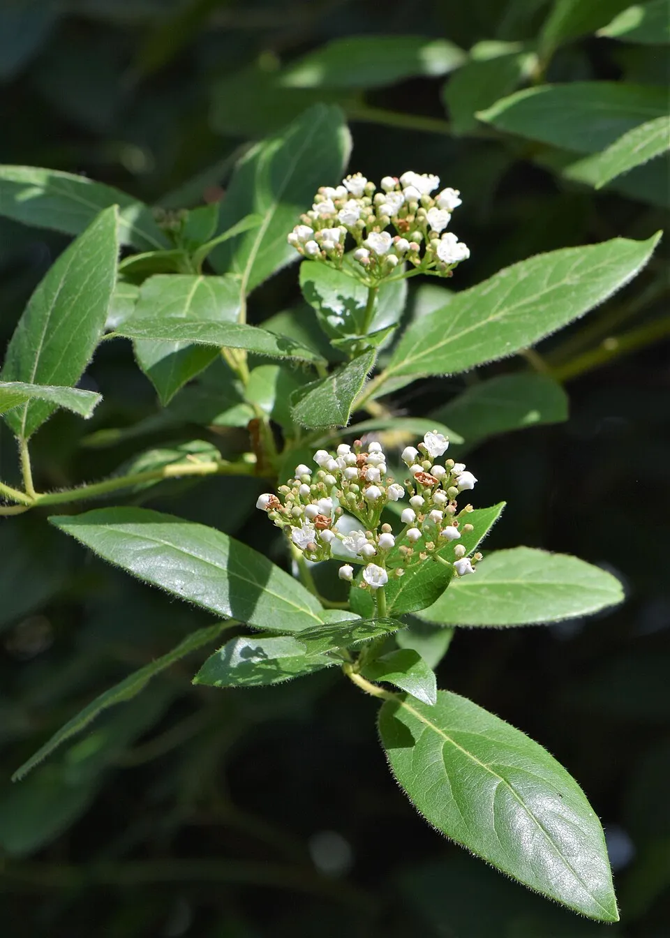 Örökzöld bangita / Viburnum tinus 'Eve Price'