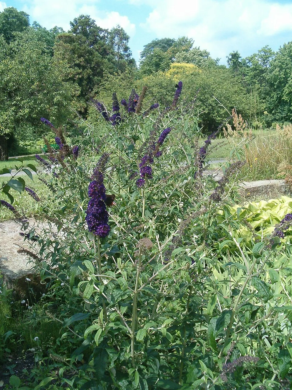 Sötétlila virágú nyáriorgona / Buddleja davidii 'Black Knight'
