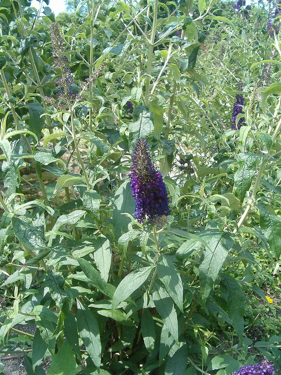 Sötétlila virágú nyáriorgona / Buddleja davidii 'Black Knight'
