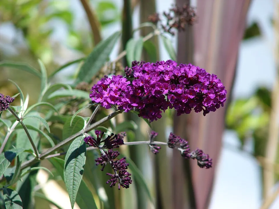 Sötétlila virágú nyáriorgona / Buddleja davidii 'Black Knight'