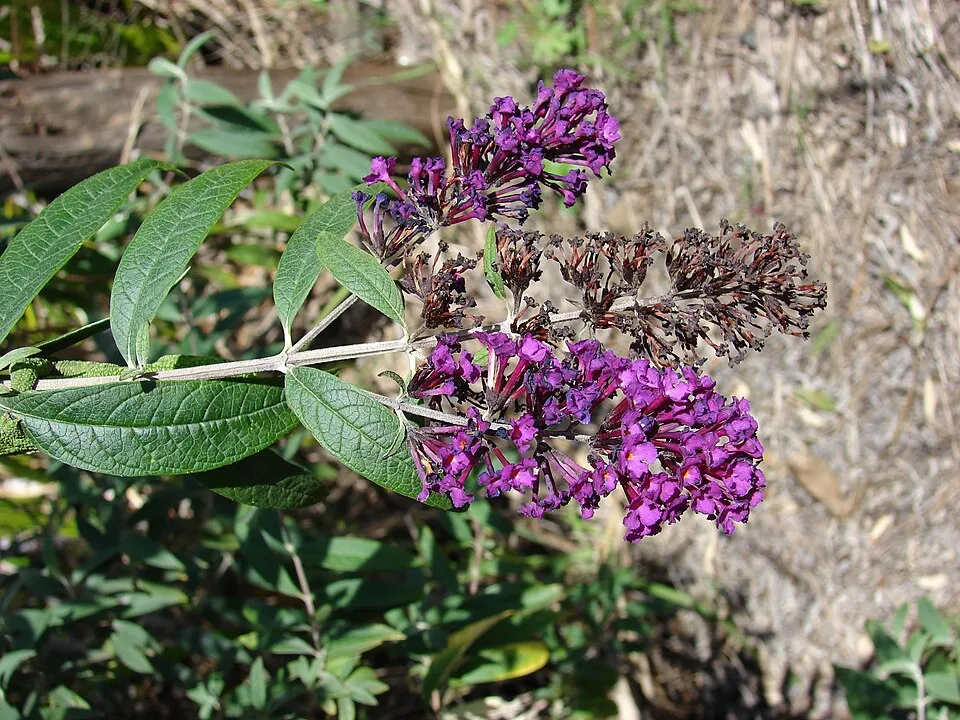 Sötétlila virágú nyáriorgona / Buddleja davidii 'Black Knight'