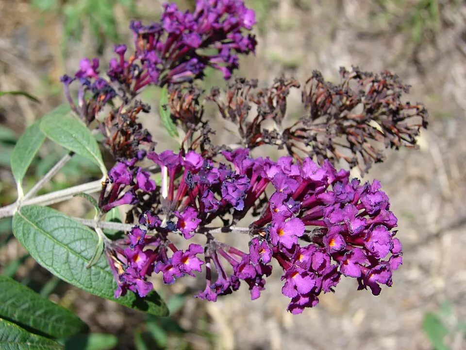 Sötétlila virágú nyáriorgona / Buddleja davidii 'Black Knight'