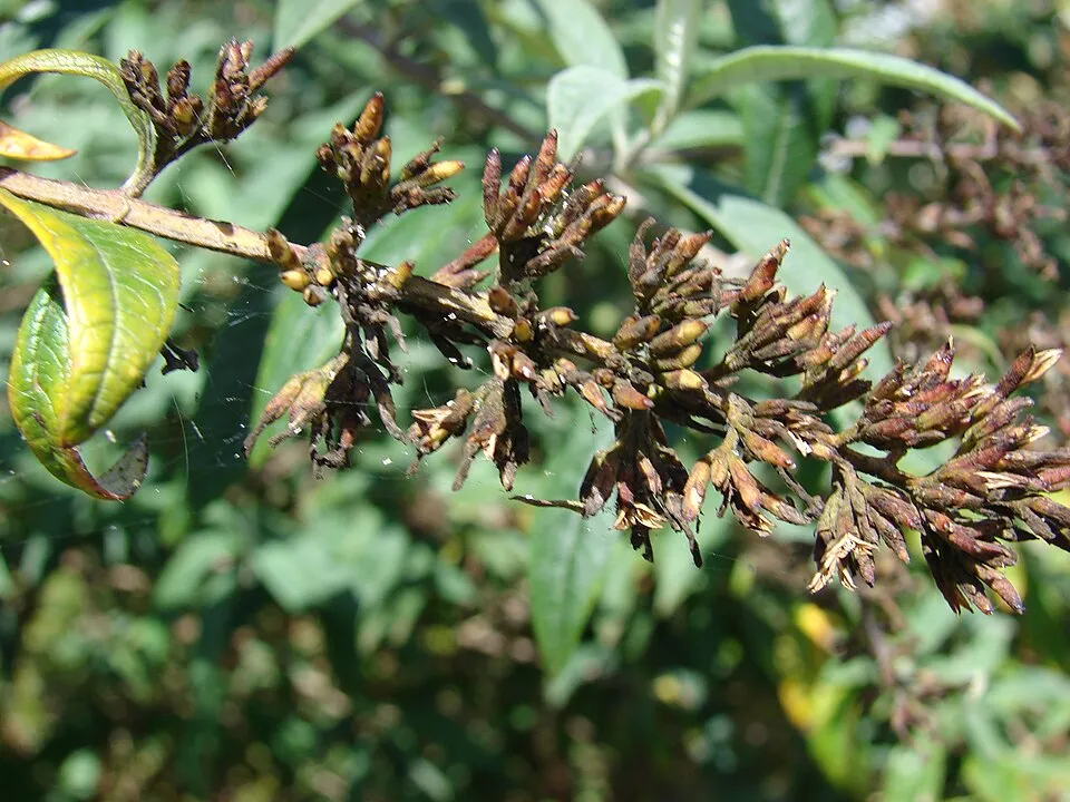 Sötétlila virágú nyáriorgona / Buddleja davidii 'Black Knight'