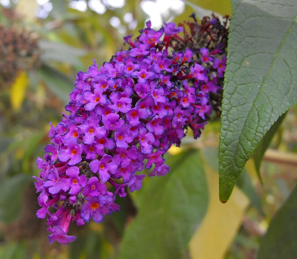 Sötétlila virágú nyáriorgona / Buddleja davidii 'Black Knight'