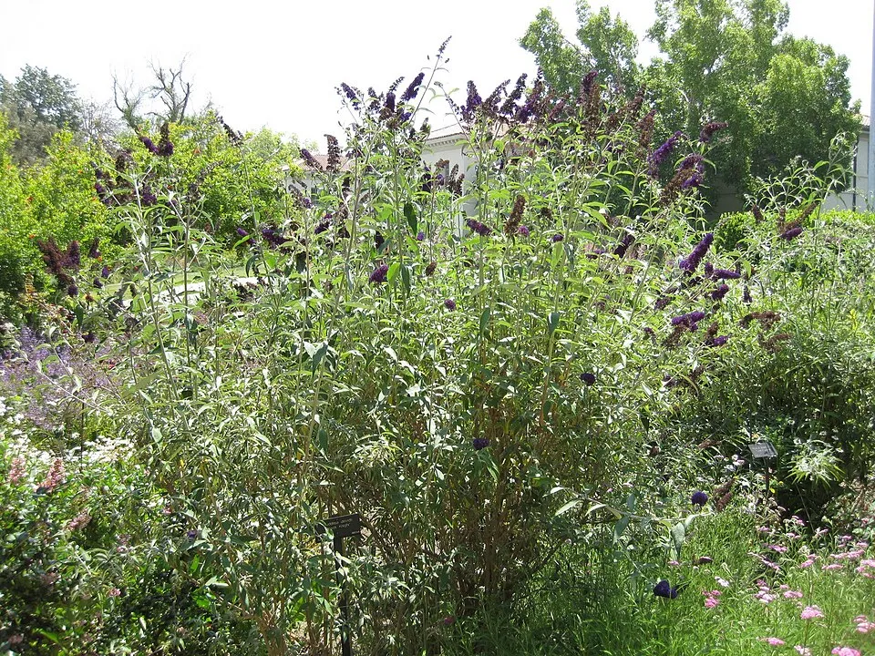 Sötétlila virágú nyáriorgona / Buddleja davidii 'Black Knight'