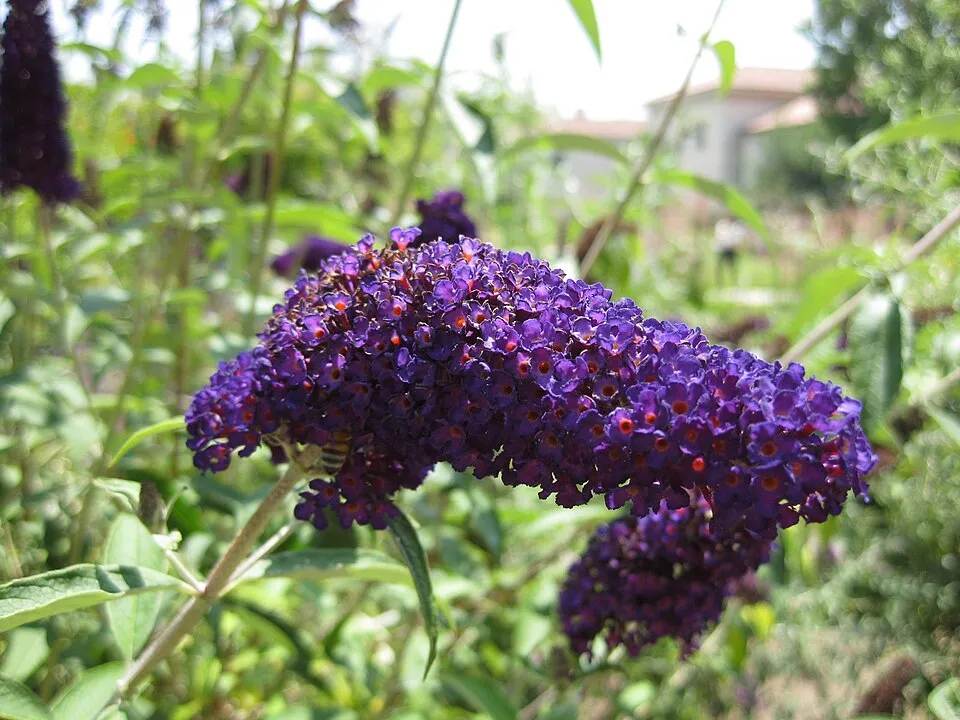 Sötétlila virágú nyáriorgona / Buddleja davidii 'Black Knight'