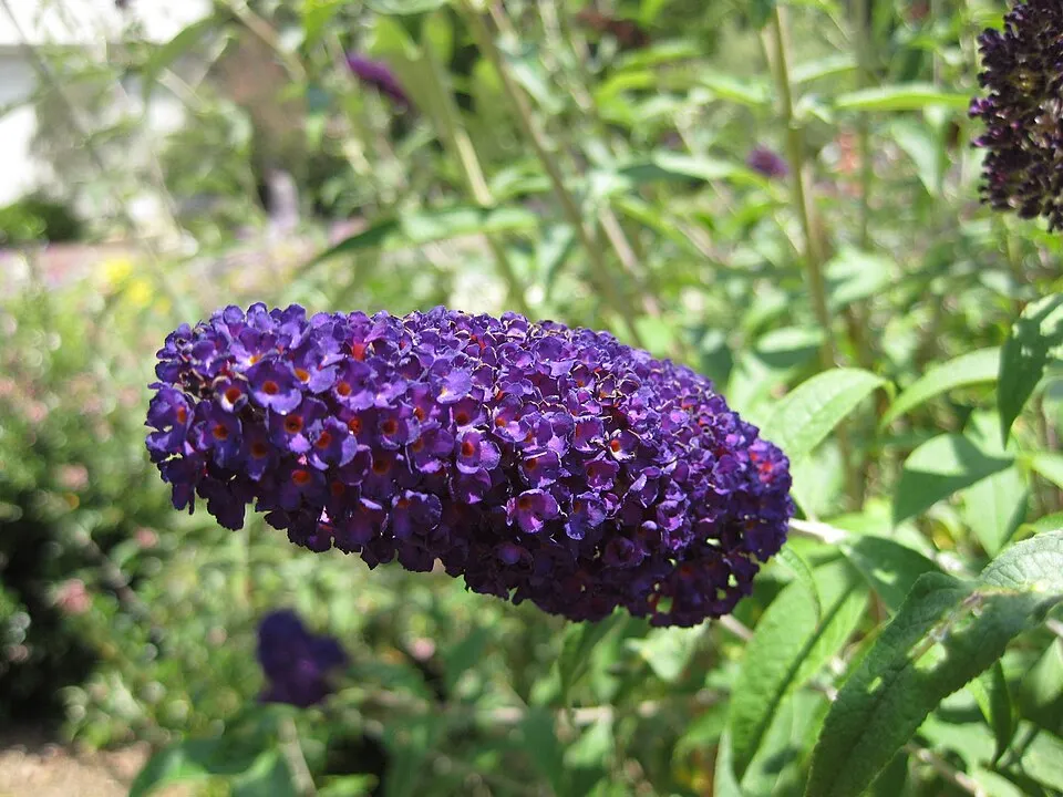 Sötétlila virágú nyáriorgona / Buddleja davidii 'Black Knight'