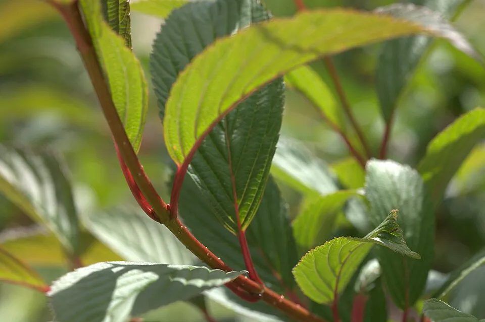 Ciklámen virágú kikeleti bangita / Viburnum x bodnantense 'Charles Lamont'
