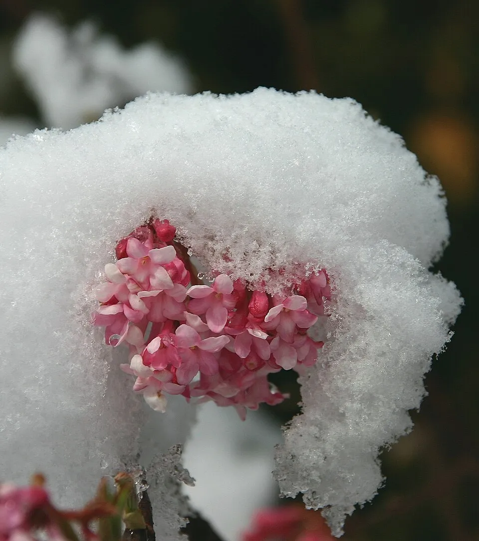 Ciklámen virágú kikeleti bangita / Viburnum x bodnantense 'Charles Lamont'
