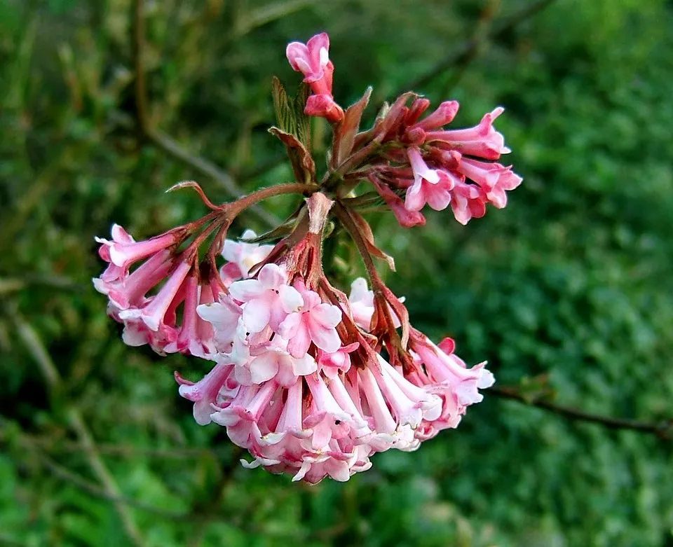 Ciklámen virágú kikeleti bangita / Viburnum x bodnantense 'Charles Lamont'