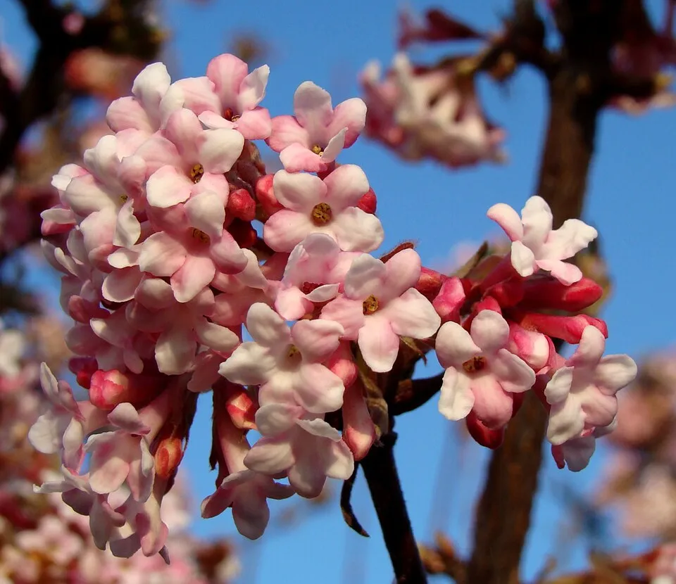 Ciklámen virágú kikeleti bangita / Viburnum x bodnantense 'Charles Lamont'