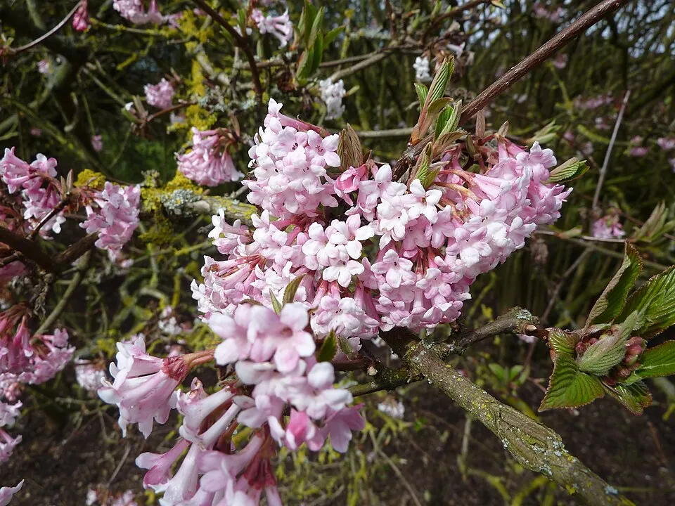 Ciklámen virágú kikeleti bangita / Viburnum x bodnantense 'Charles Lamont'