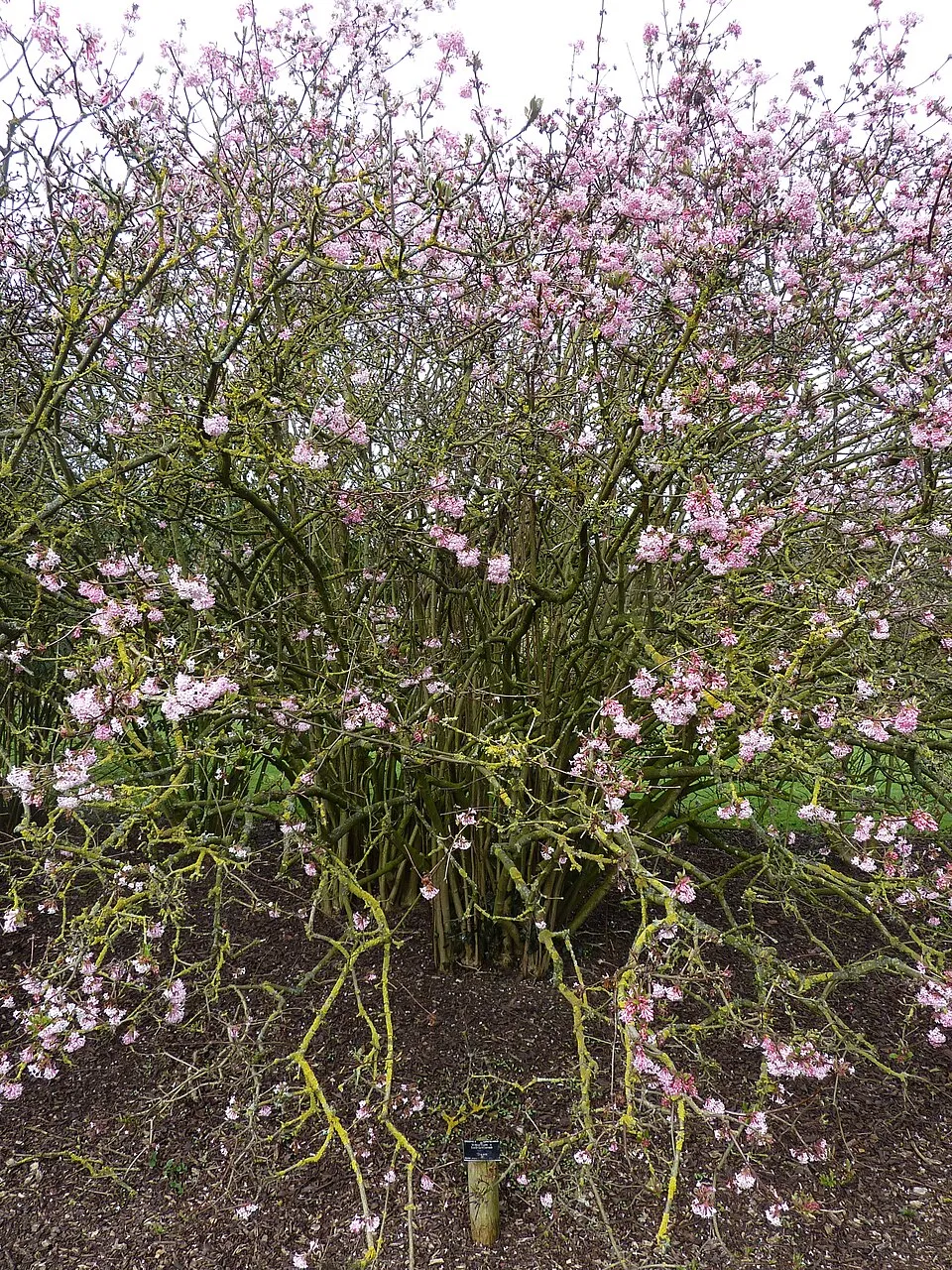 Ciklámen virágú kikeleti bangita / Viburnum x bodnantense 'Charles Lamont'