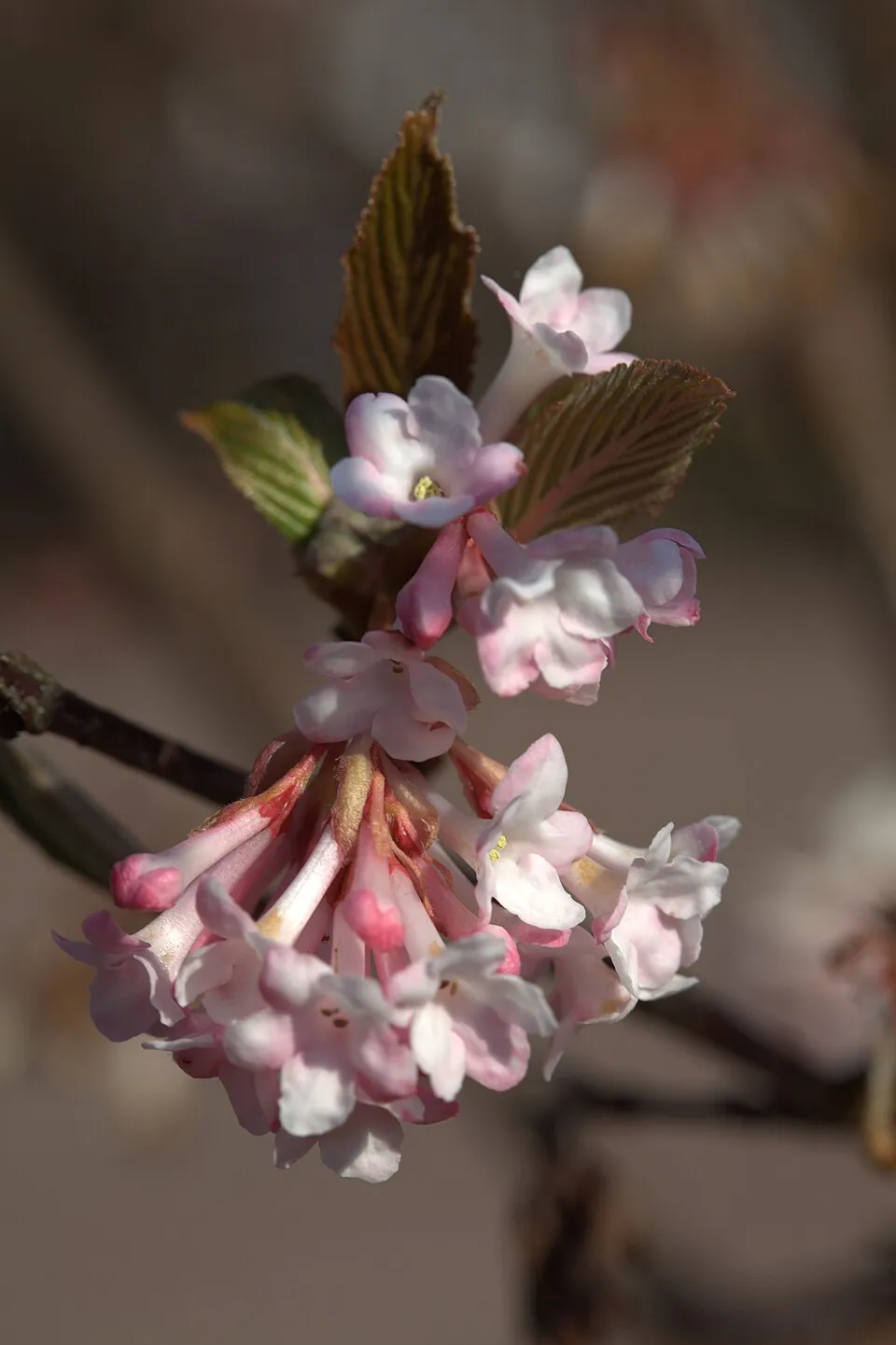 Ciklámen virágú kikeleti bangita / Viburnum x bodnantense 'Charles Lamont'