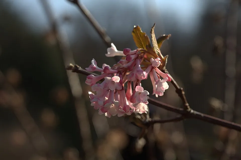 Ciklámen virágú kikeleti bangita / Viburnum x bodnantense 'Charles Lamont'