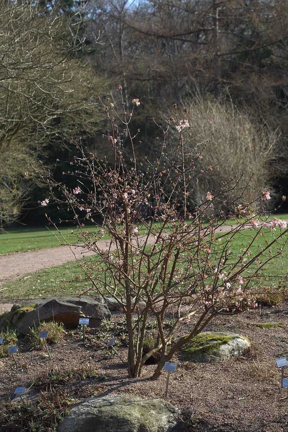 Ciklámen virágú kikeleti bangita / Viburnum x bodnantense 'Charles Lamont'