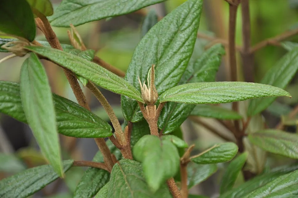 Prágai bangita / Viburnum x pragense