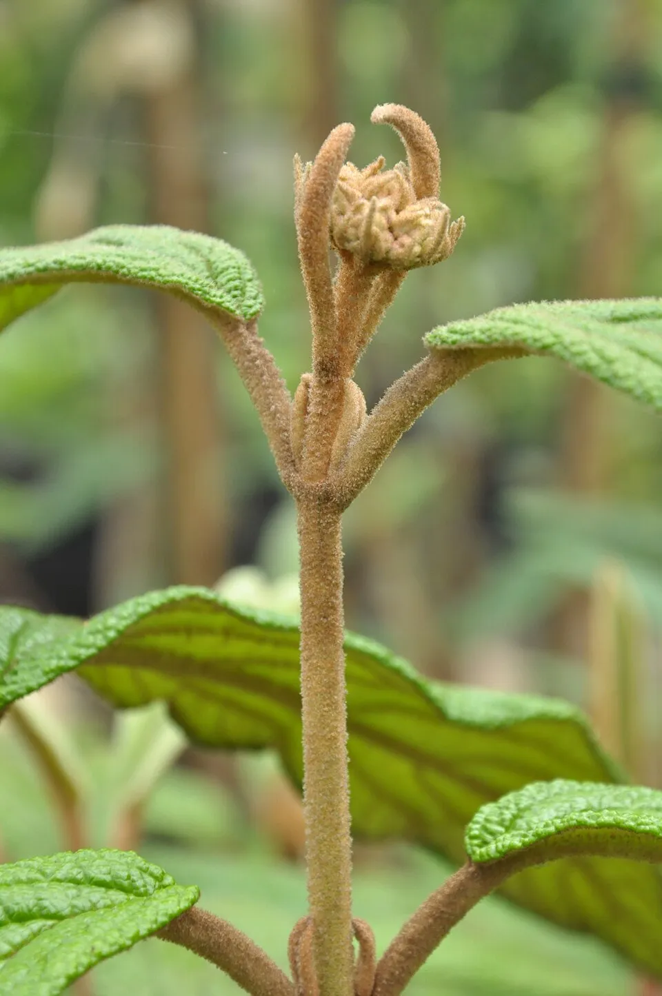 Prágai bangita / Viburnum x pragense