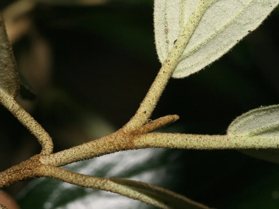 Prágai bangita / Viburnum x pragense