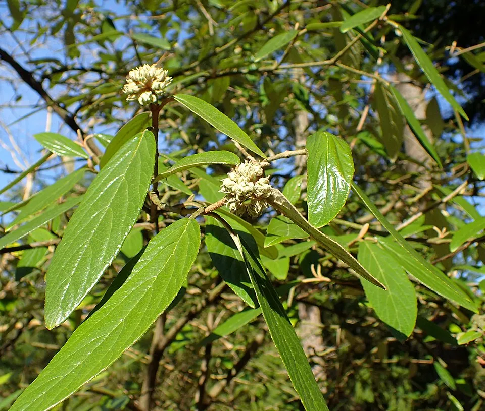 Prágai bangita / Viburnum x pragense