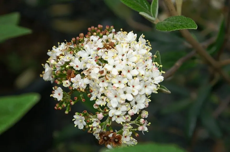 Prágai bangita / Viburnum x pragense