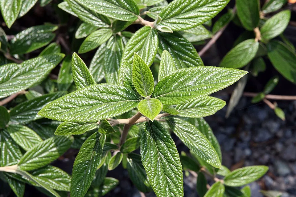 Prágai bangita / Viburnum x pragense