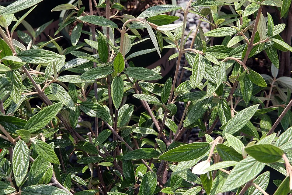 Prágai bangita / Viburnum x pragense
