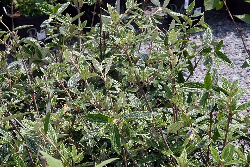 Prágai bangita / Viburnum x pragense