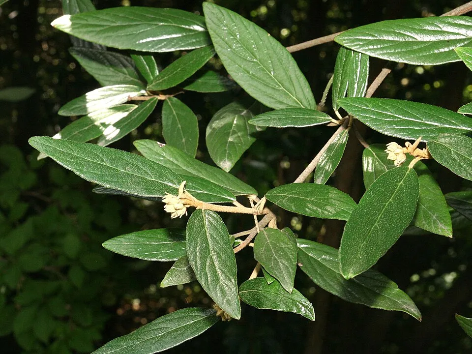 Prágai bangita / Viburnum x pragense