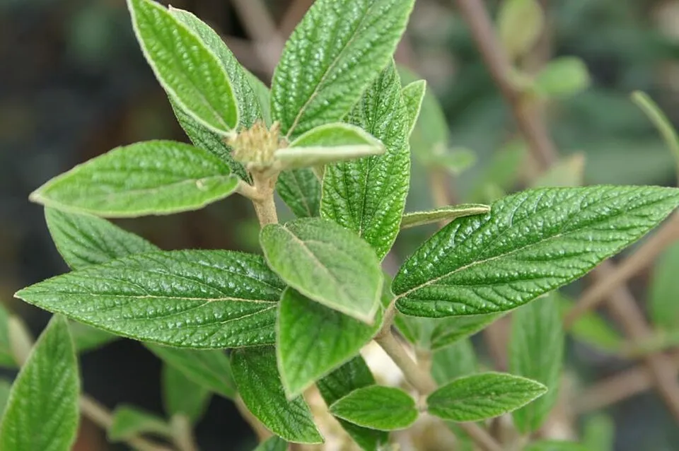Prágai bangita / Viburnum x pragense