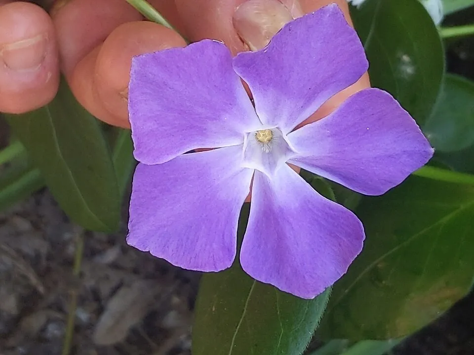 Nagy meténg / Vinca major