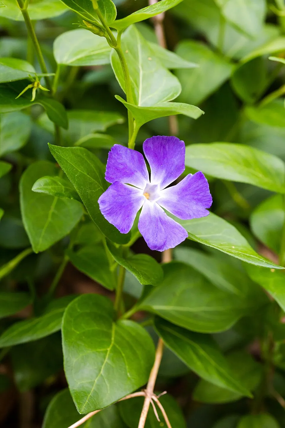 Nagy meténg / Vinca major