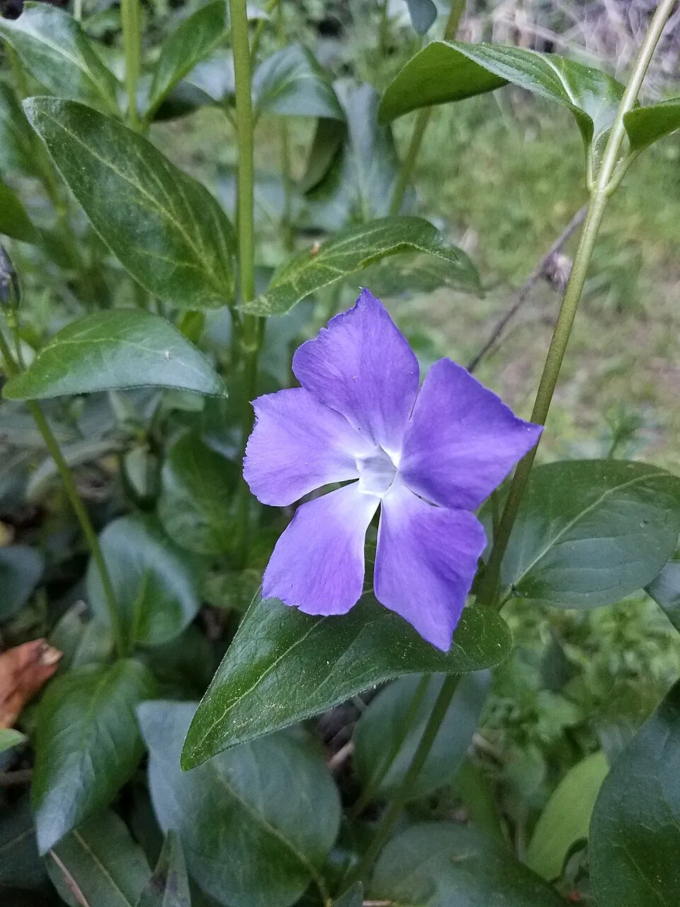 Nagy meténg / Vinca major