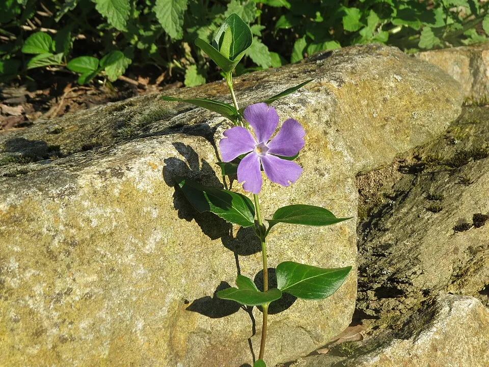 Nagy meténg / Vinca major