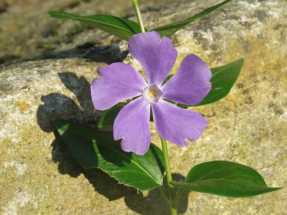 Nagy meténg / Vinca major