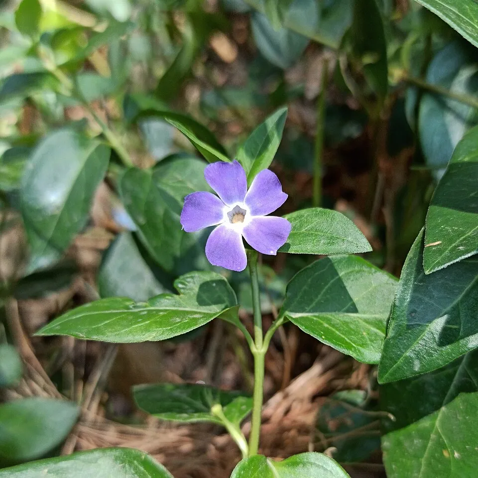 Nagy meténg / Vinca major