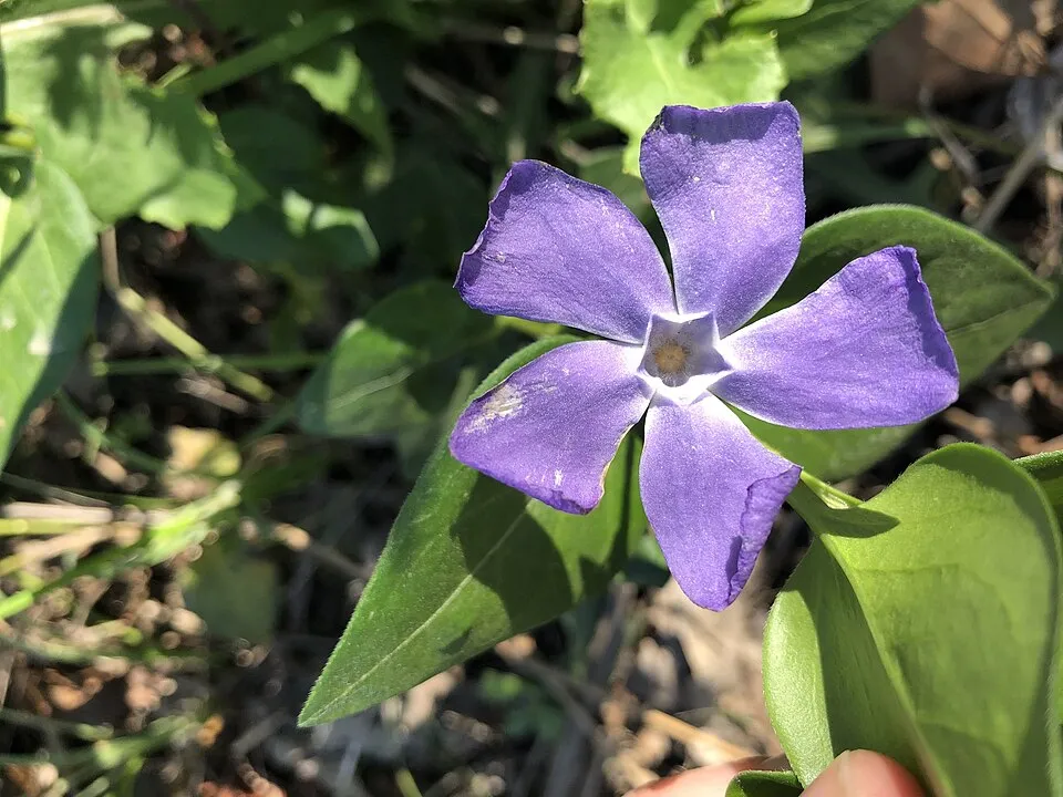Nagy meténg / Vinca major