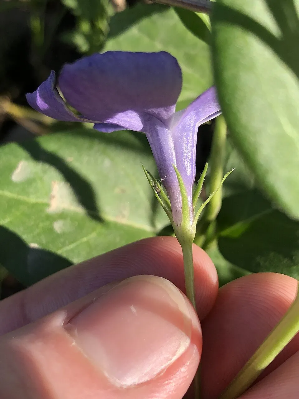 Nagy meténg / Vinca major
