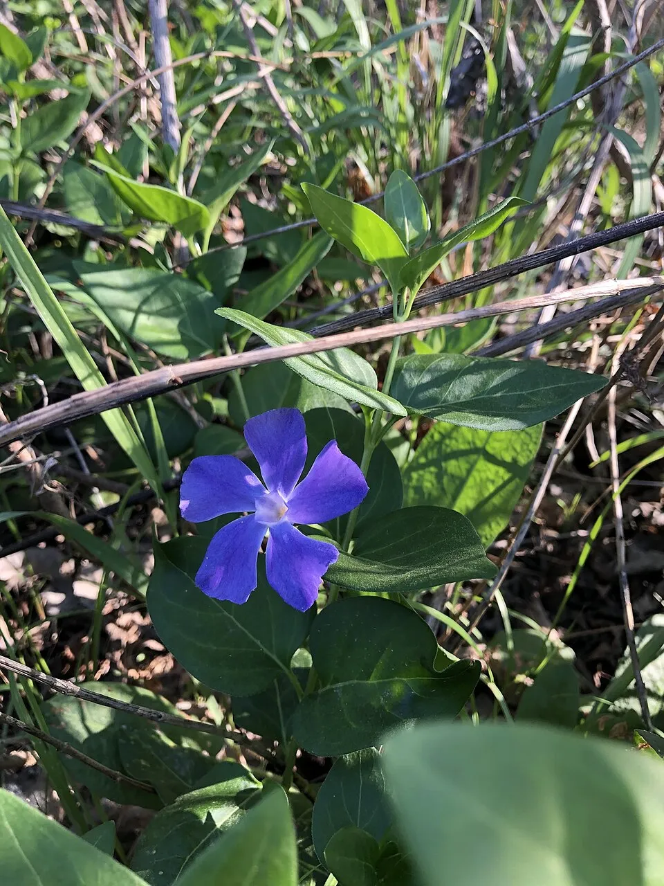 Nagy meténg / Vinca major