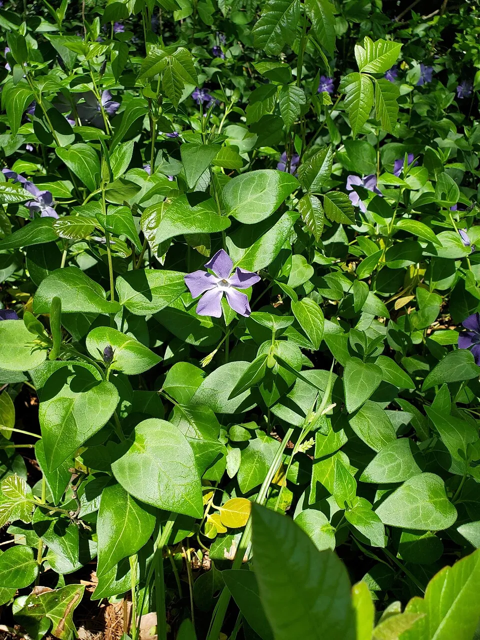 Nagy meténg / Vinca major