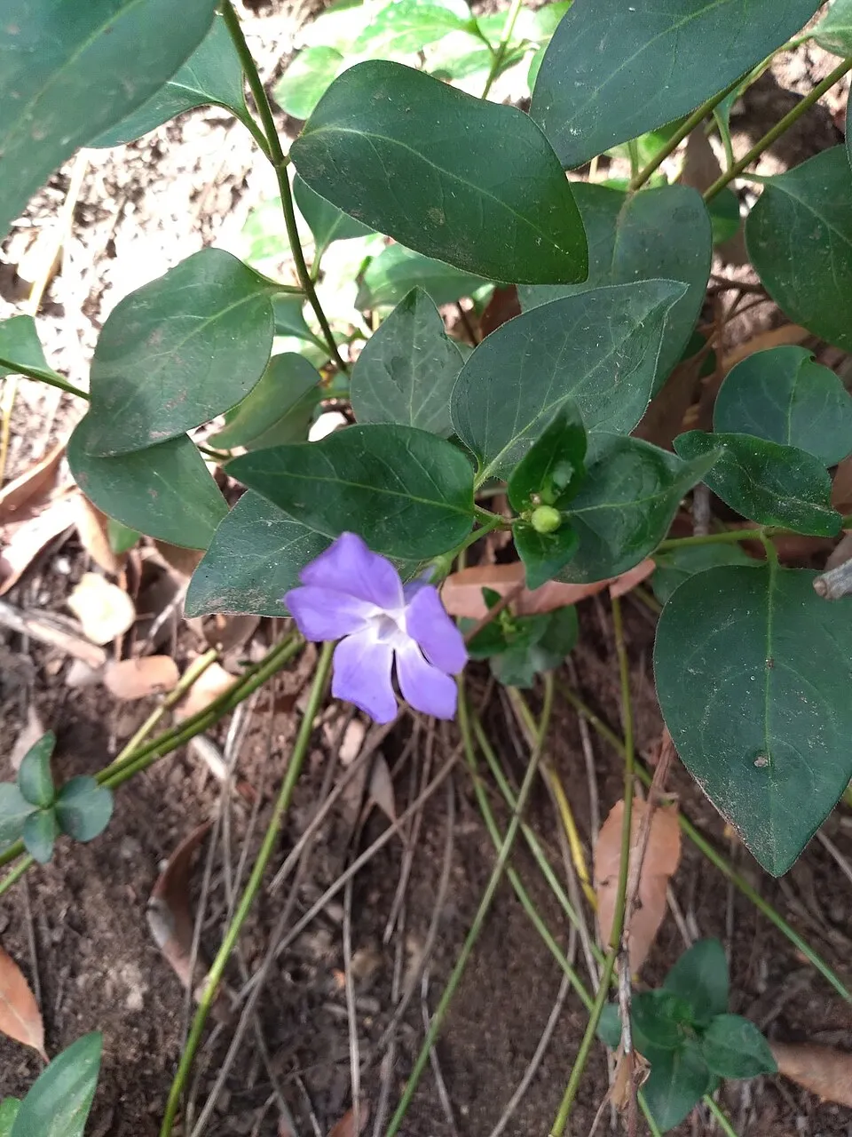 Nagy meténg / Vinca major