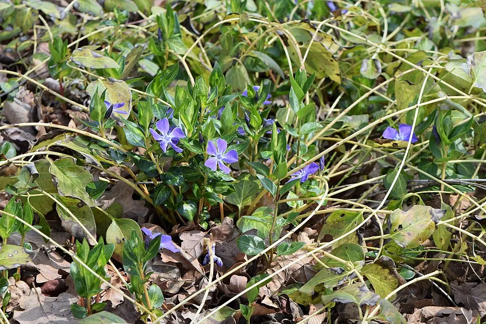 Nagy meténg / Vinca major 'Maculata'