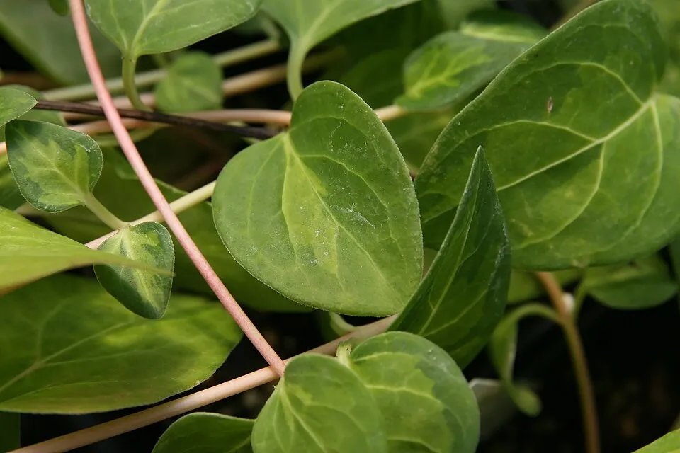 Nagy meténg / Vinca major 'Maculata'