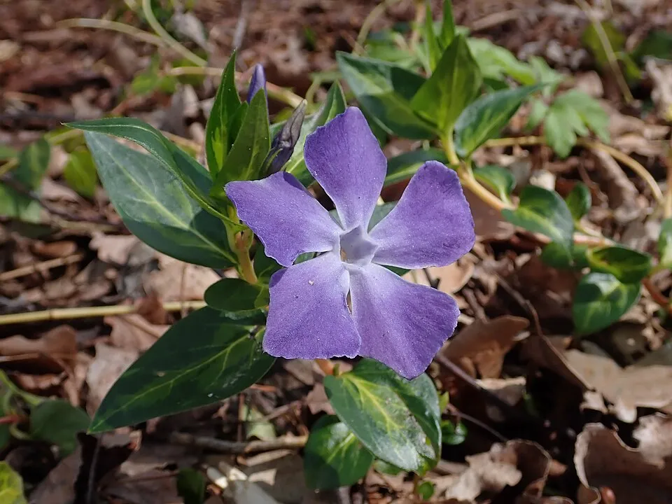 Nagy meténg / Vinca major 'Maculata'