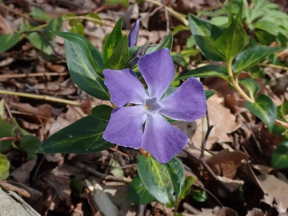 Nagy meténg / Vinca major 'Maculata'