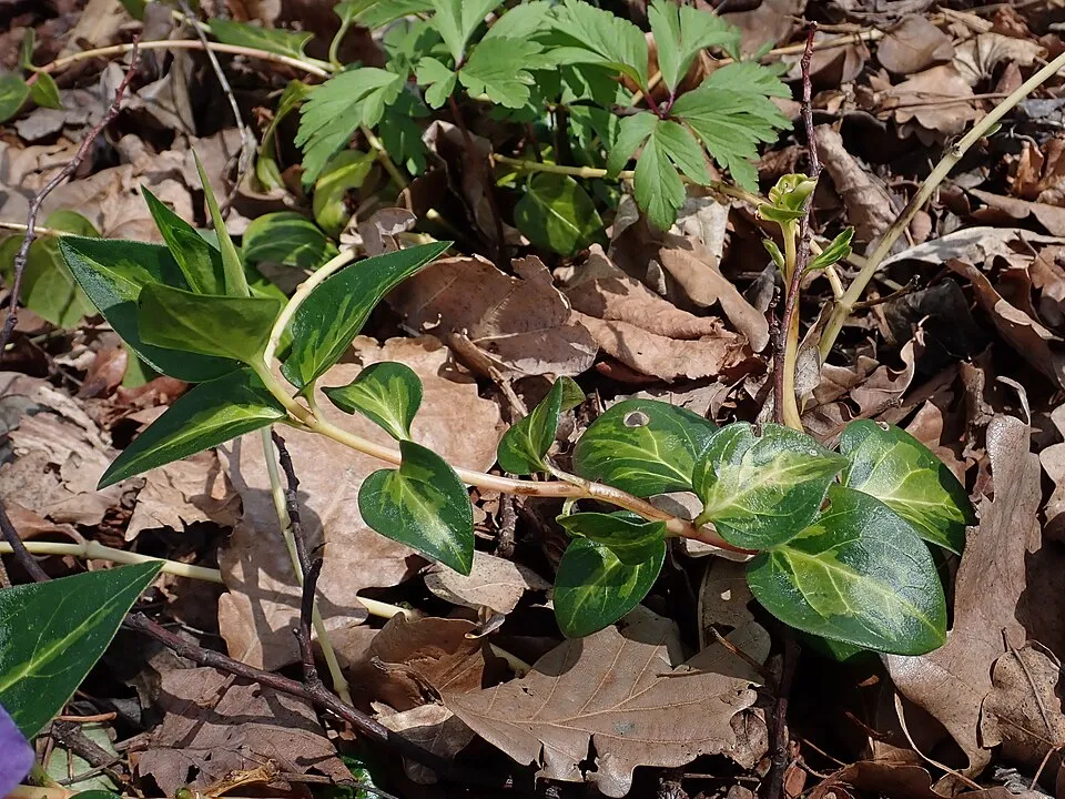 Nagy meténg / Vinca major 'Maculata'