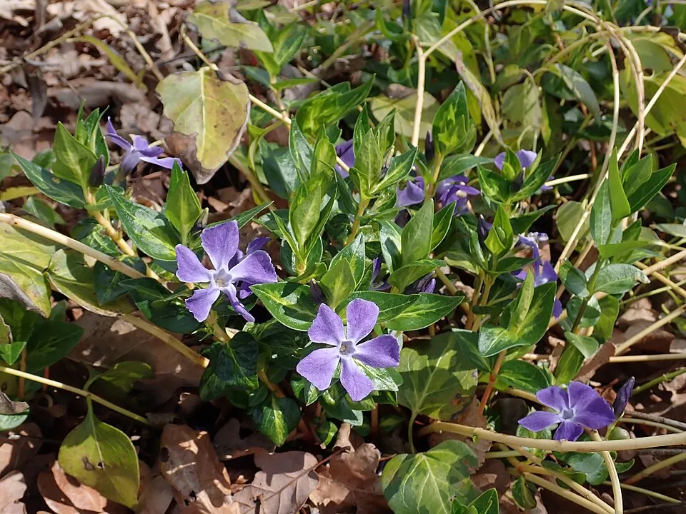 Nagy meténg / Vinca major 'Maculata'